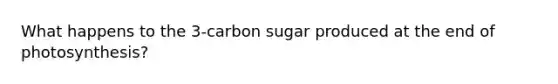 What happens to the 3-carbon sugar produced at the end of photosynthesis?