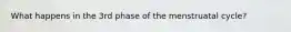 What happens in the 3rd phase of the menstruatal cycle?