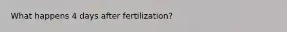 What happens 4 days after fertilization?