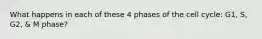 What happens in each of these 4 phases of the cell cycle: G1, S, G2, & M phase?