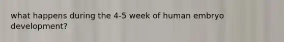 what happens during the 4-5 week of human embryo development?