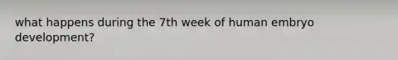 what happens during the 7th week of human embryo development?