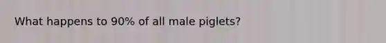 What happens to 90% of all male piglets?