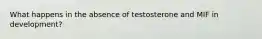 What happens in the absence of testosterone and MIF in development?