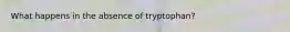 What happens in the absence of tryptophan?