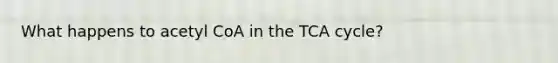 What happens to acetyl CoA in the TCA cycle?