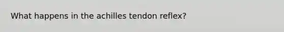 What happens in the achilles tendon reflex?