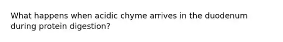 What happens when acidic chyme arrives in the duodenum during protein digestion?