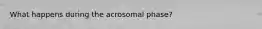 What happens during the acrosomal phase?