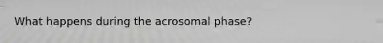 What happens during the acrosomal phase?