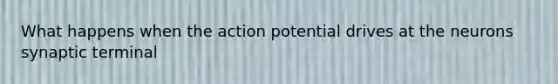 What happens when the action potential drives at the neurons synaptic terminal