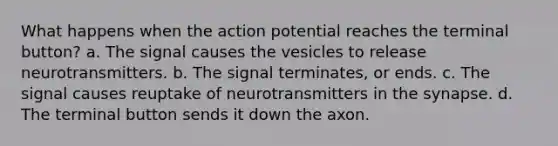 What happens when the action potential reaches the terminal button? a. The signal causes the vesicles to release neurotransmitters. b. The signal terminates, or ends. c. The signal causes reuptake of neurotransmitters in the synapse. d. The terminal button sends it down the axon.