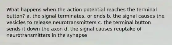 What happens when the action potential reaches the terminal button? a. the signal terminates, or ends b. the signal causes the vesicles to release neurotransmitters c. the terminal button sends it down the axon d. the signal causes reuptake of neurotransmitters in the synapse