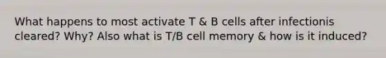 What happens to most activate T & B cells after infectionis cleared? Why? Also what is T/B cell memory & how is it induced?