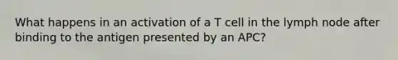 What happens in an activation of a T cell in the lymph node after binding to the antigen presented by an APC?