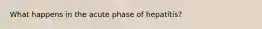 What happens in the acute phase of hepatitis?