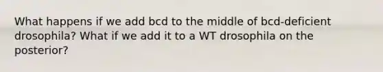 What happens if we add bcd to the middle of bcd-deficient drosophila? What if we add it to a WT drosophila on the posterior?