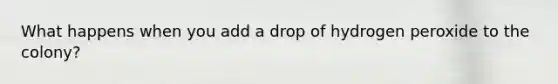 What happens when you add a drop of hydrogen peroxide to the colony?