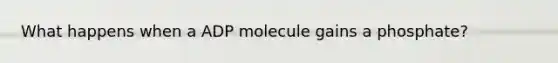 What happens when a ADP molecule gains a phosphate?