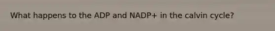 What happens to the ADP and NADP+ in the calvin cycle?