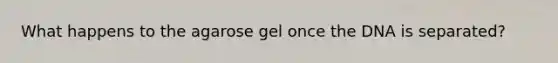 What happens to the agarose gel once the DNA is separated?