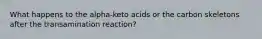 What happens to the alpha-keto acids or the carbon skeletons after the transamination reaction?