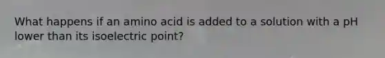 What happens if an amino acid is added to a solution with a pH lower than its isoelectric point?