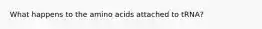 What happens to the amino acids attached to tRNA?