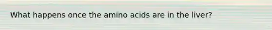 What happens once the <a href='https://www.questionai.com/knowledge/k9gb720LCl-amino-acids' class='anchor-knowledge'>amino acids</a> are in the liver?