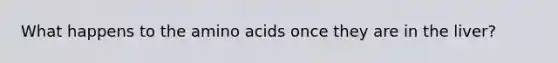 What happens to the amino acids once they are in the liver?