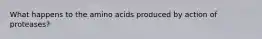 What happens to the amino acids produced by action of proteases?