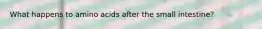 What happens to amino acids after the small intestine?
