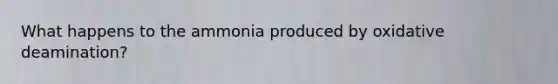 What happens to the ammonia produced by oxidative deamination?