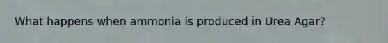 What happens when ammonia is produced in Urea Agar?