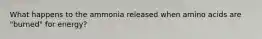 What happens to the ammonia released when amino acids are "burned" for energy?