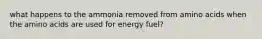 what happens to the ammonia removed from amino acids when the amino acids are used for energy fuel?