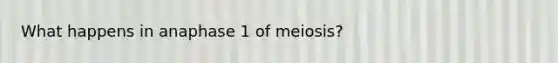 What happens in anaphase 1 of meiosis?