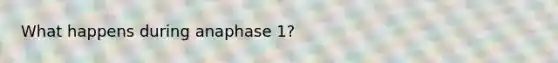 What happens during anaphase 1?