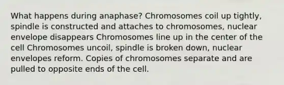 What happens during anaphase? Chromosomes coil up tightly, spindle is constructed and attaches to chromosomes, nuclear envelope disappears Chromosomes line up in the center of the cell Chromosomes uncoil, spindle is broken down, nuclear envelopes reform. Copies of chromosomes separate and are pulled to opposite ends of the cell.