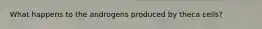 What happens to the androgens produced by theca cells?
