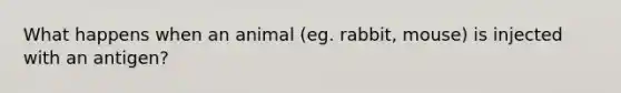 What happens when an animal (eg. rabbit, mouse) is injected with an antigen?