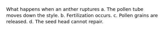 What happens when an anther ruptures a. The pollen tube moves down the style. b. Fertilization occurs. c. Pollen grains are released. d. The seed head cannot repair.