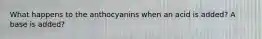 What happens to the anthocyanins when an acid is added? A base is added?