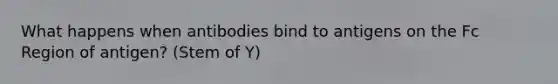 What happens when antibodies bind to antigens on the Fc Region of antigen? (Stem of Y)