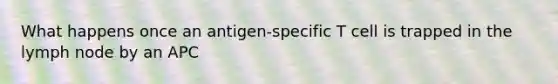 What happens once an antigen-specific T cell is trapped in the lymph node by an APC