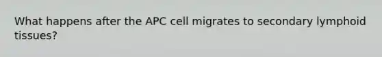 What happens after the APC cell migrates to secondary lymphoid tissues?