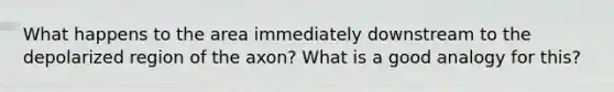 What happens to the area immediately downstream to the depolarized region of the axon? What is a good analogy for this?