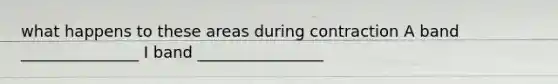what happens to these areas during contraction A band _______________ I band ________________