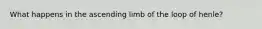 What happens in the ascending limb of the loop of henle?