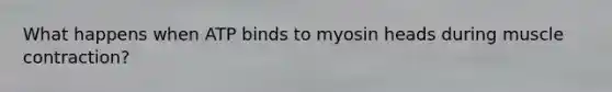 What happens when ATP binds to myosin heads during muscle contraction?